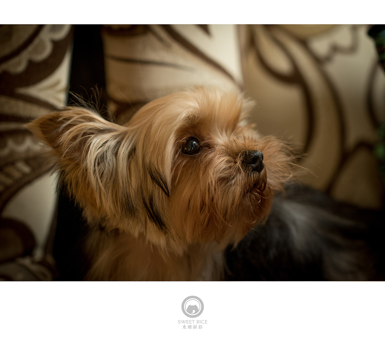 那些狗儿（图ZNDQwNDE3ODQ=） - 宠物摄影 - 站酷设计师挂糖原创素材 - 站酷ZCOOL