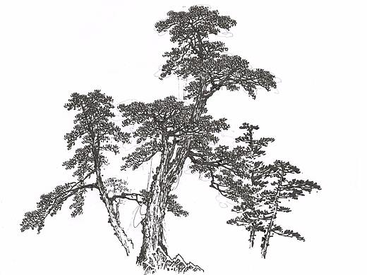 中国山水画——松树的画法