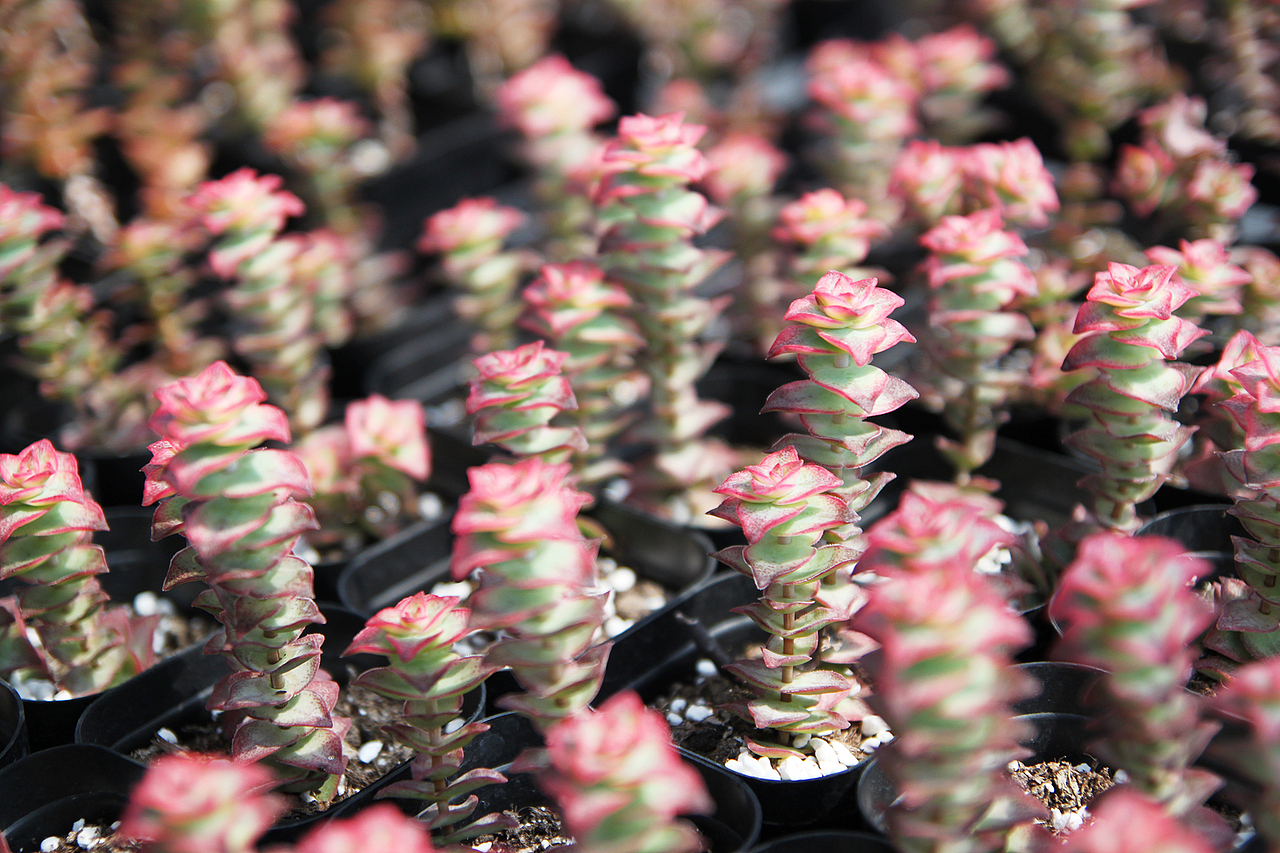 多肉的世界（图ZNzU2MjY0NjQ=） - 产品摄影 - 站酷设计师偷腥猫儿原创素材 - 站酷ZCOOL