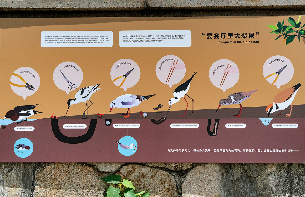 深圳湾公园湿地主题解说牌（图ZMjk1MDM5MzI4） - 图案 - 站酷设计师tofu豆腐原创素材 - 站酷ZCOOL