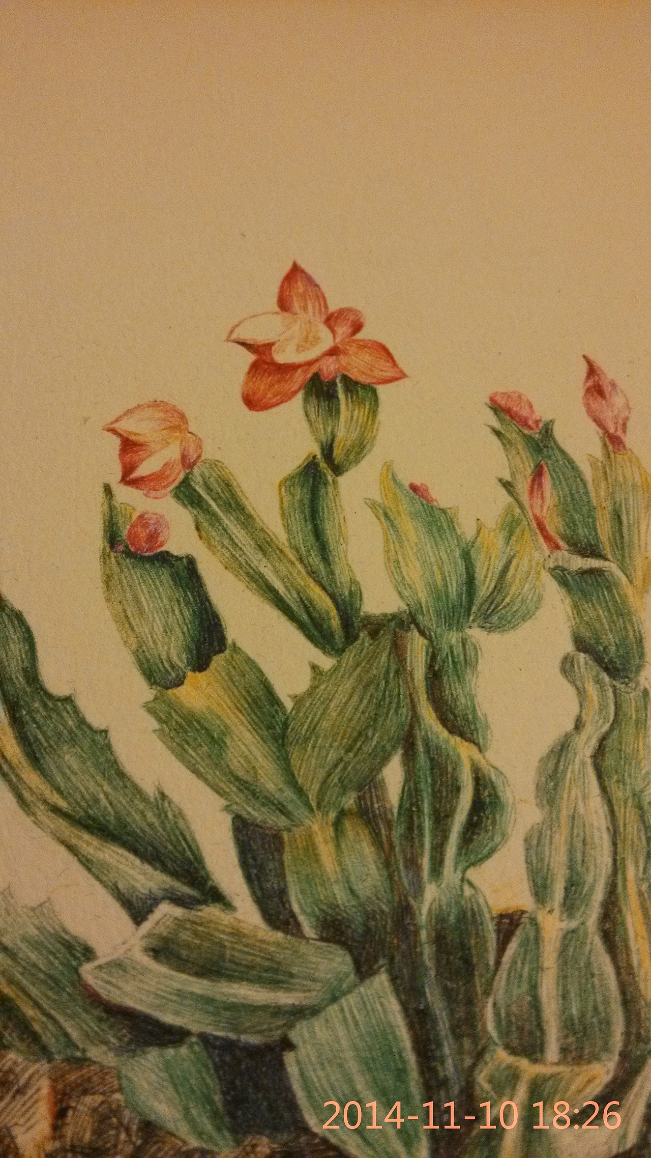 圆珠笔画——蟹爪兰（图ZMjE1NDExMzY=） - 绘画 - 站酷设计师简一原创素材 - 站酷ZCOOL