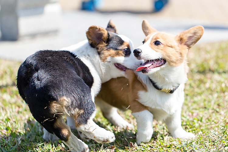 囧字眉的柯基也会笑