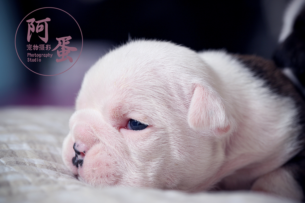 宠物摄影大美大胖和孩子们（图ZMTg2NjAzNjQw） - 其他摄影 - 站酷设计师摄影师阿j原创素材 - 站酷ZCOOL