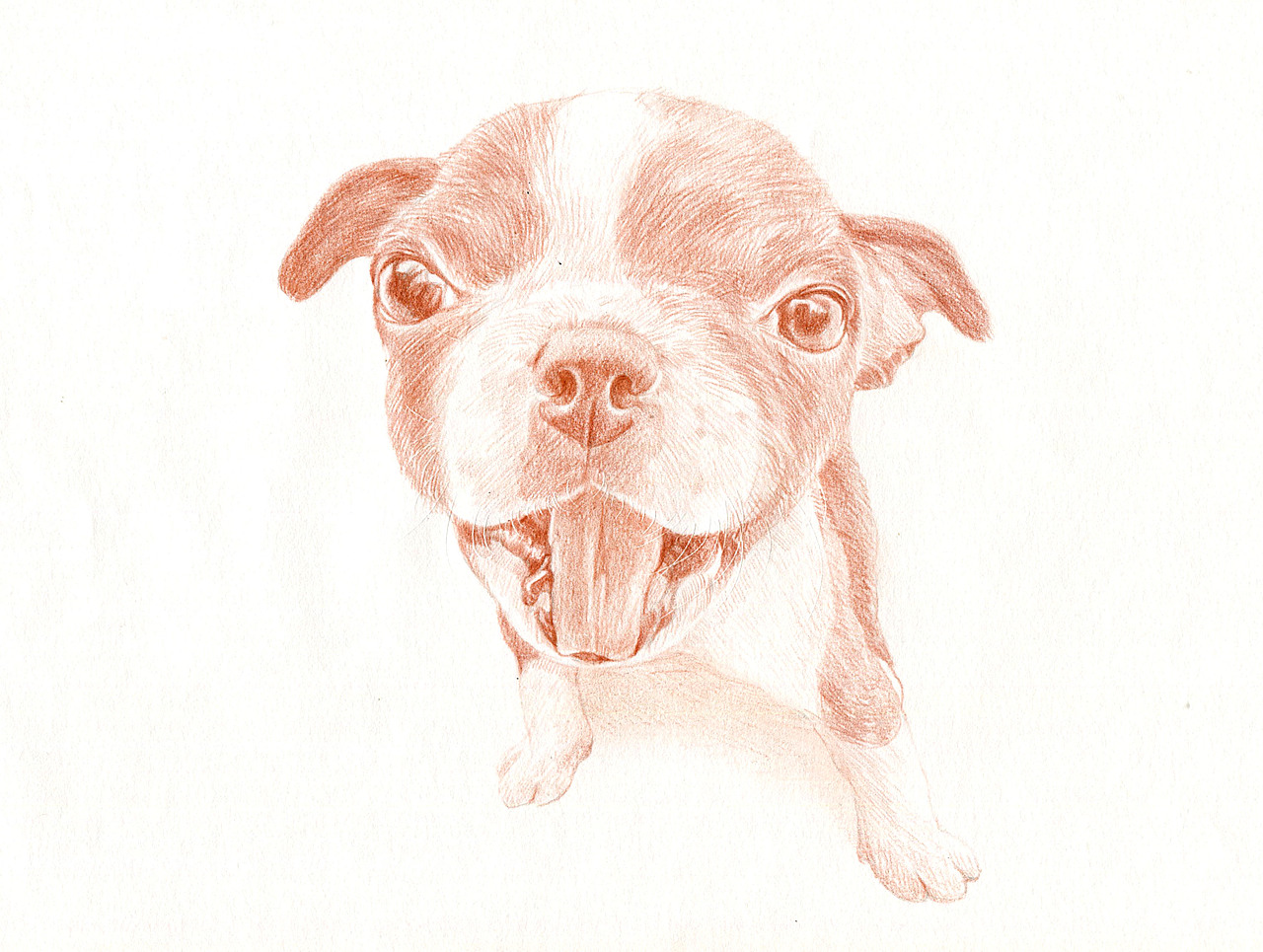 彩铅狗狗——波士顿梗犬