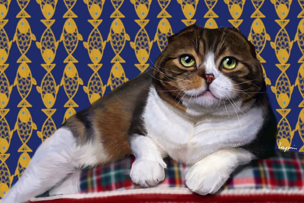 折耳猫.-_-|插画|创作习作|icepain_原创作品-站酷zcool