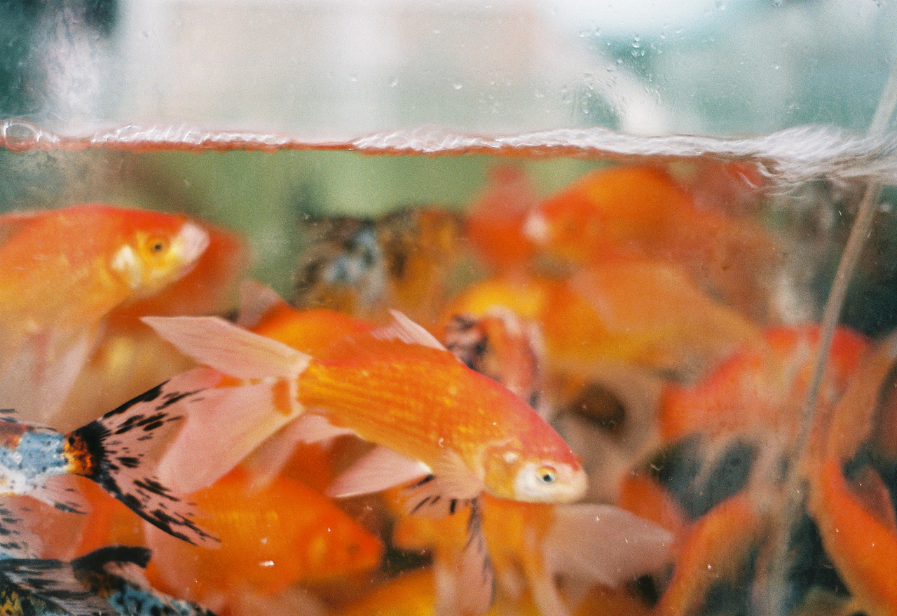 吴熙玮和他的胶片