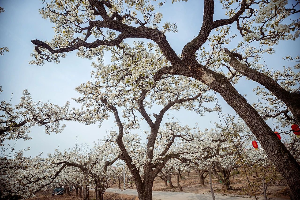 三月二十六日东南温梨园采风
