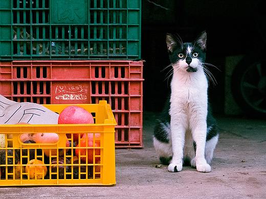 上海老城街铺里，那些自在生活的猫猫们！