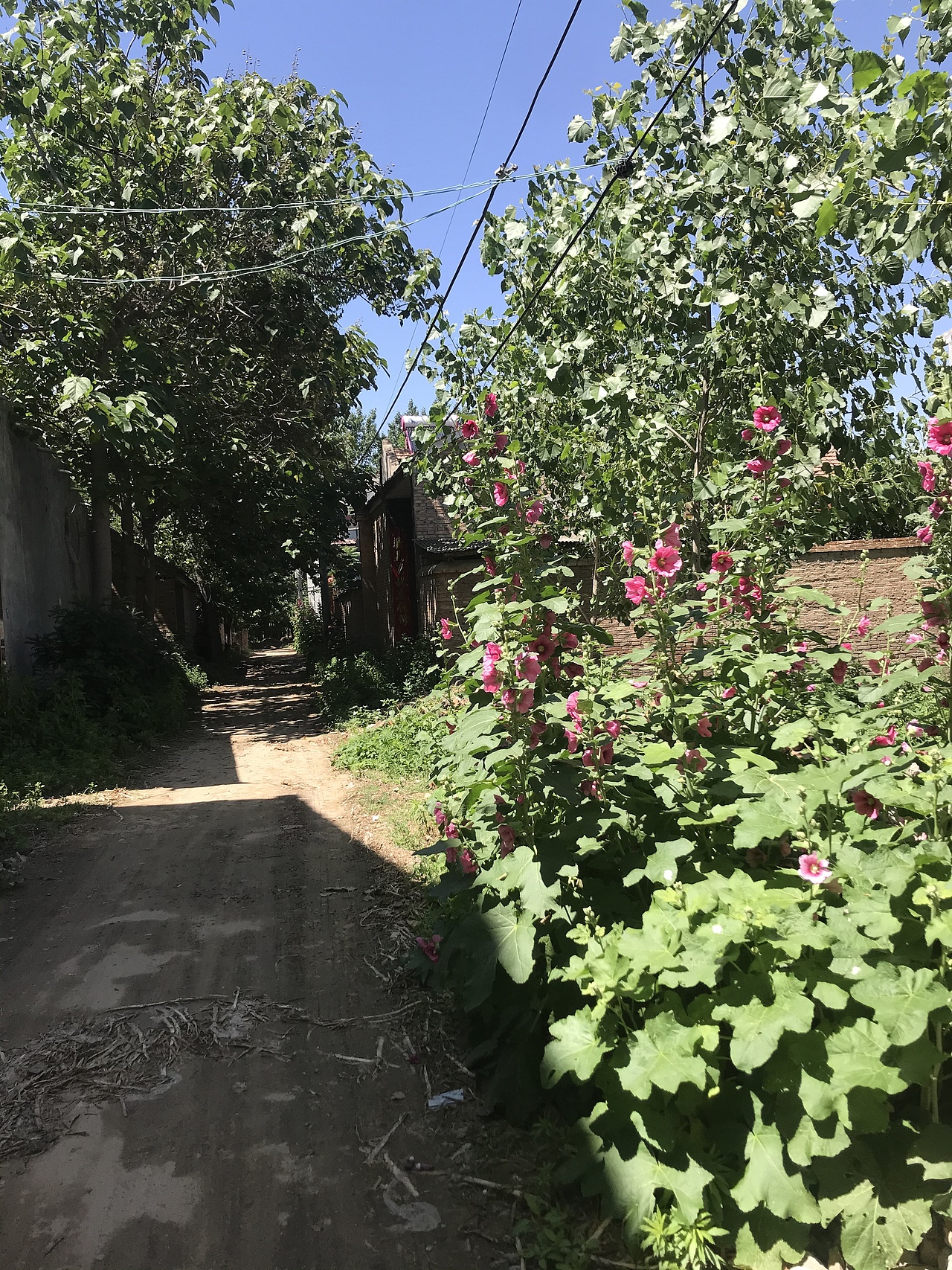 村子里的蜀葵-绿杨荫里花木深（图ZMjU5NjM1MjMy） - 人文/纪实摄影 - 站酷设计师微微的夏天原创素材 - 站酷ZCOOL