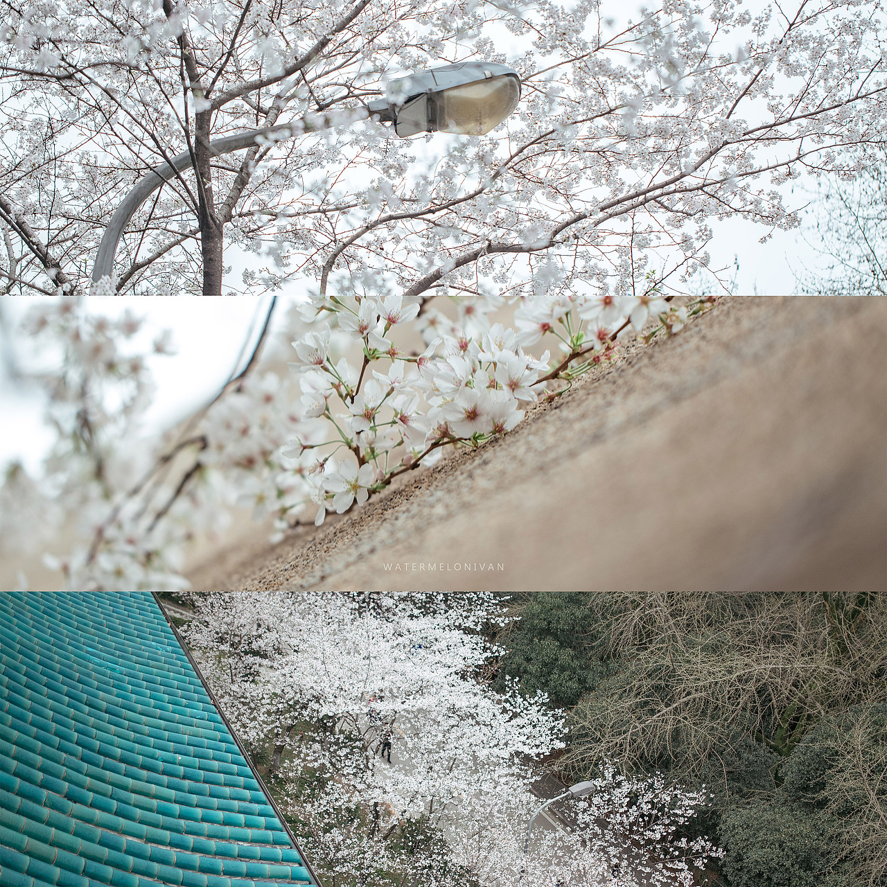 珞山樱（图ZMTA5NzUwMTky） - 风光摄影 - 站酷设计师西瓜不要太郎原创素材 - 站酷ZCOOL