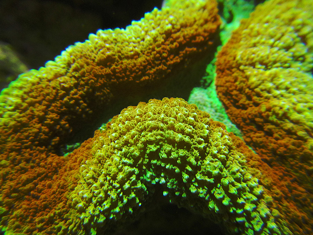 我又来拍海底世界了！（图ZNTI5NzA0NjQ=） - 宠物摄影 - 站酷设计师盛夏回望原创素材 - 站酷ZCOOL