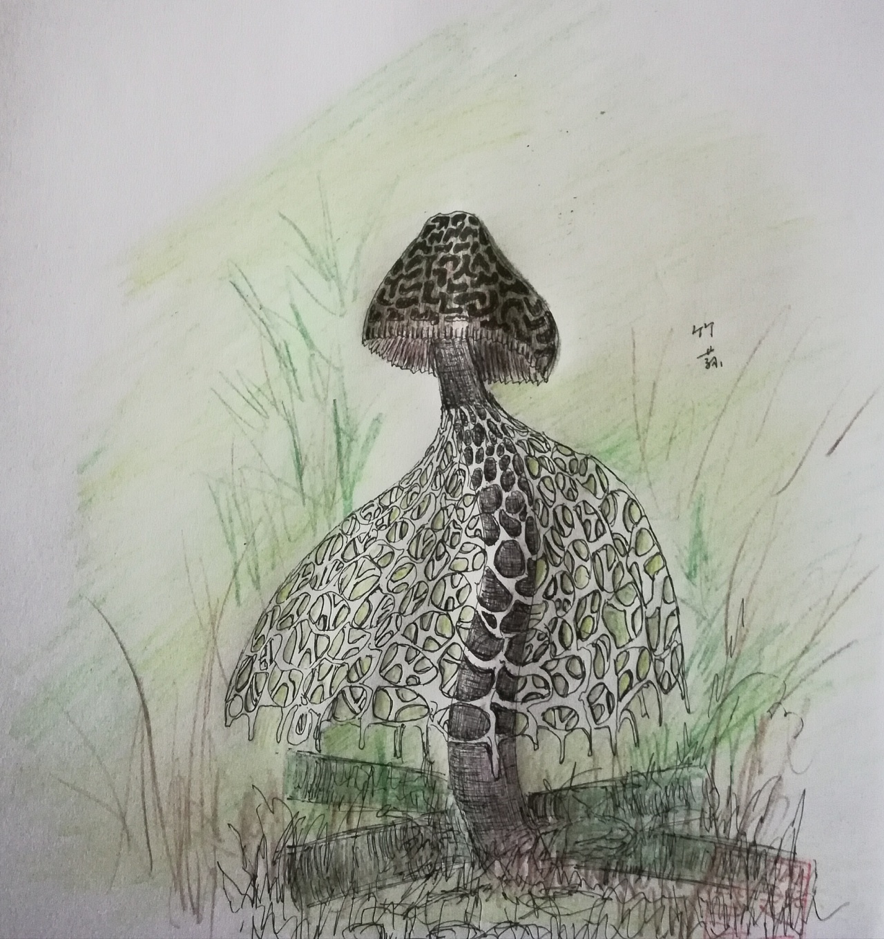 中性笔——竹荪|插画|创作习作|八戒妹妹 - 原创作品 - 站酷 (zcool)