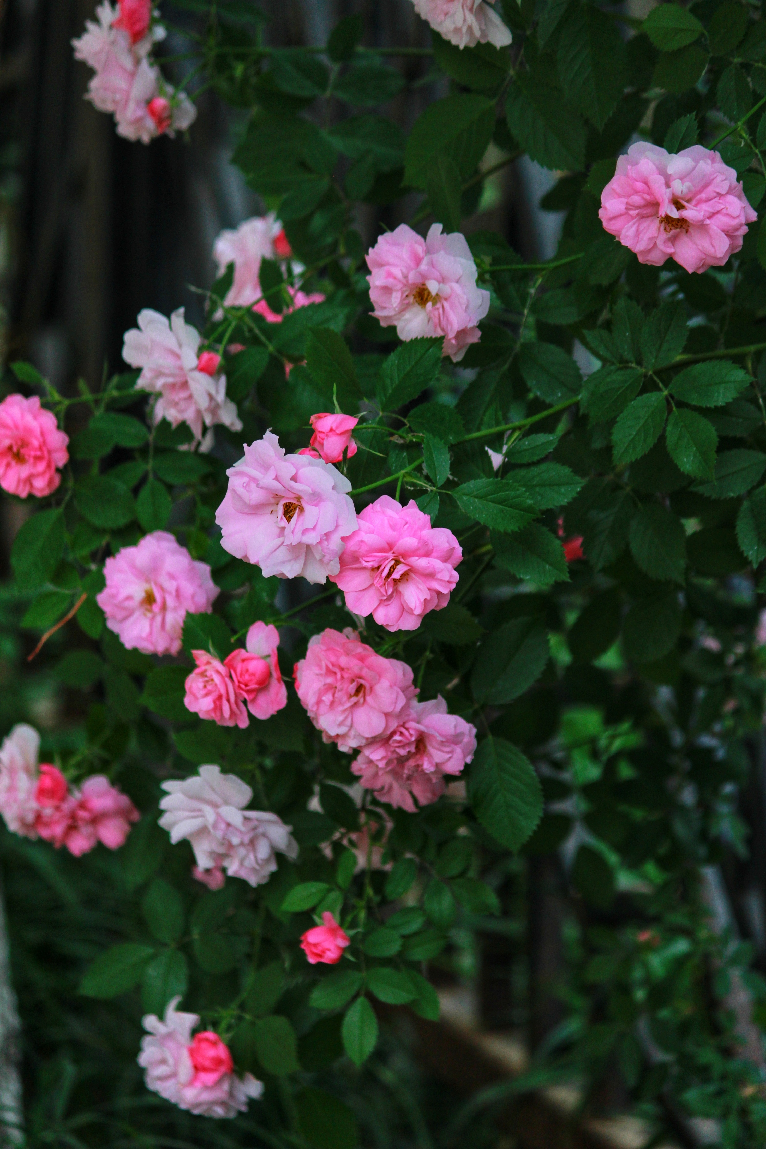 盛开的蔷薇花高清图片下载-正版图片500389560-摄图网