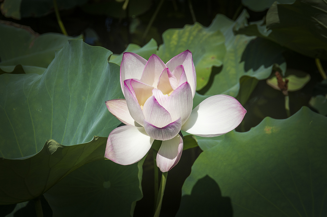 随拍日记（一）（图ZMjI4NzU4NDQ4） - 风光摄影 - 站酷设计师萧萧易水丶原创素材 - 站酷ZCOOL