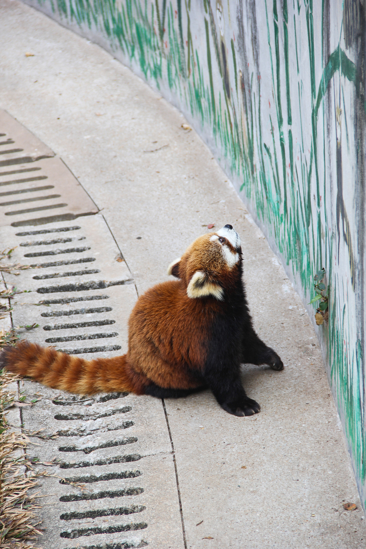 万物可爱（图ZMTk5OTY3NjQ4） - 宠物摄影 - 站酷设计师小红帽JN原创素材 - 站酷ZCOOL