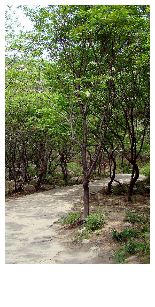 歪脖老母-青岩寺（图ZNzg4NTY2NA==） - 风光摄影 - 站酷设计师housenbao原创素材 - 站酷ZCOOL