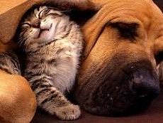 黑下巴京巴犬怒撞皇家座驾