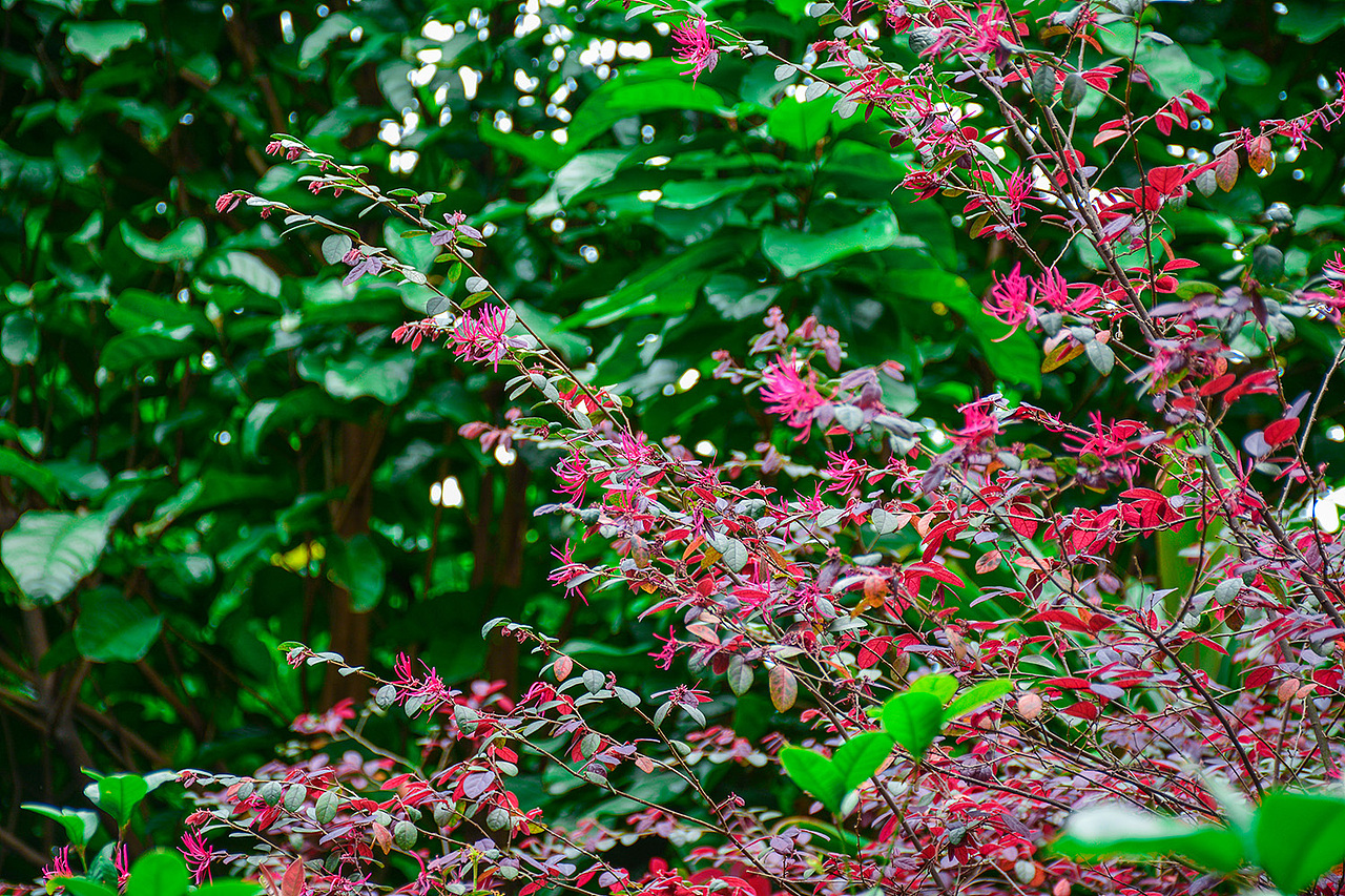 园博园风景摄影