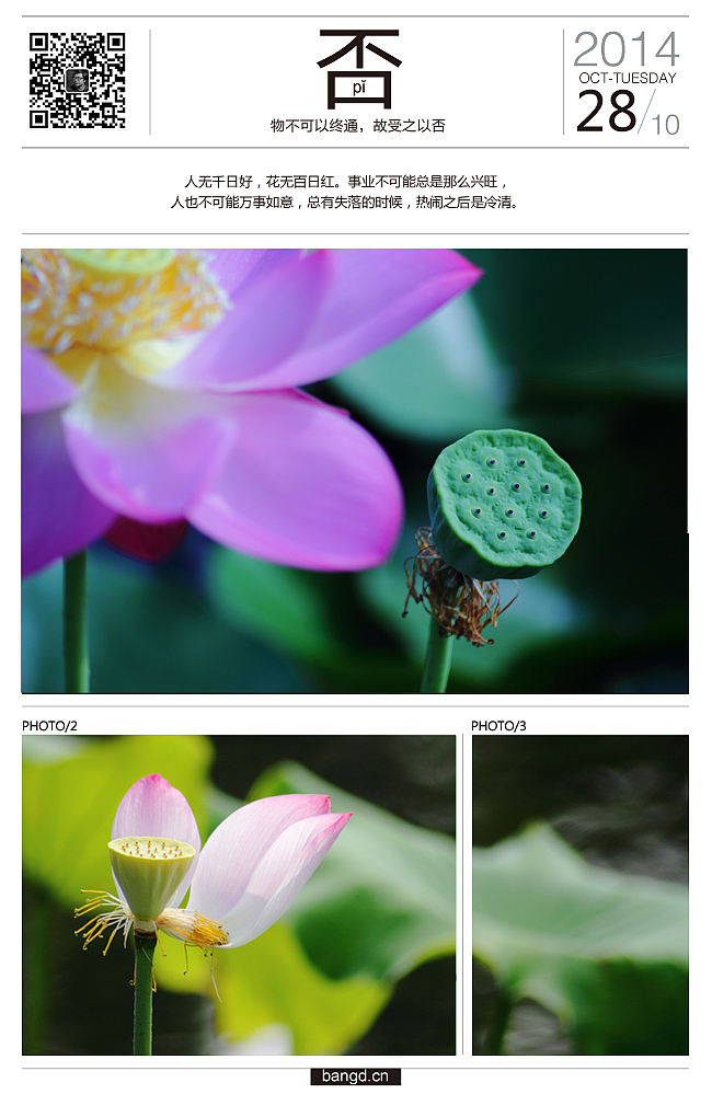 易朵莲花--《荷》摄影日记(图ZMjIxNjUxNTI=) - 风光摄影 - 站酷设计师午夜红茶原创素材 - 站酷ZCOOL