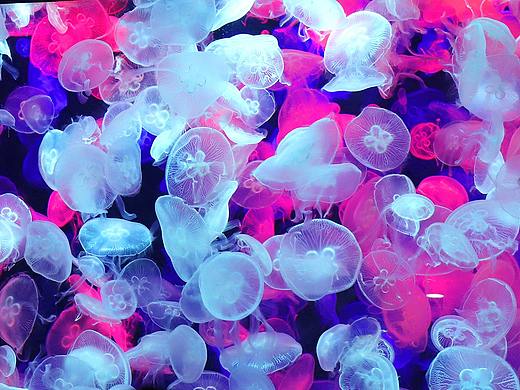 水族馆的鱼鱼