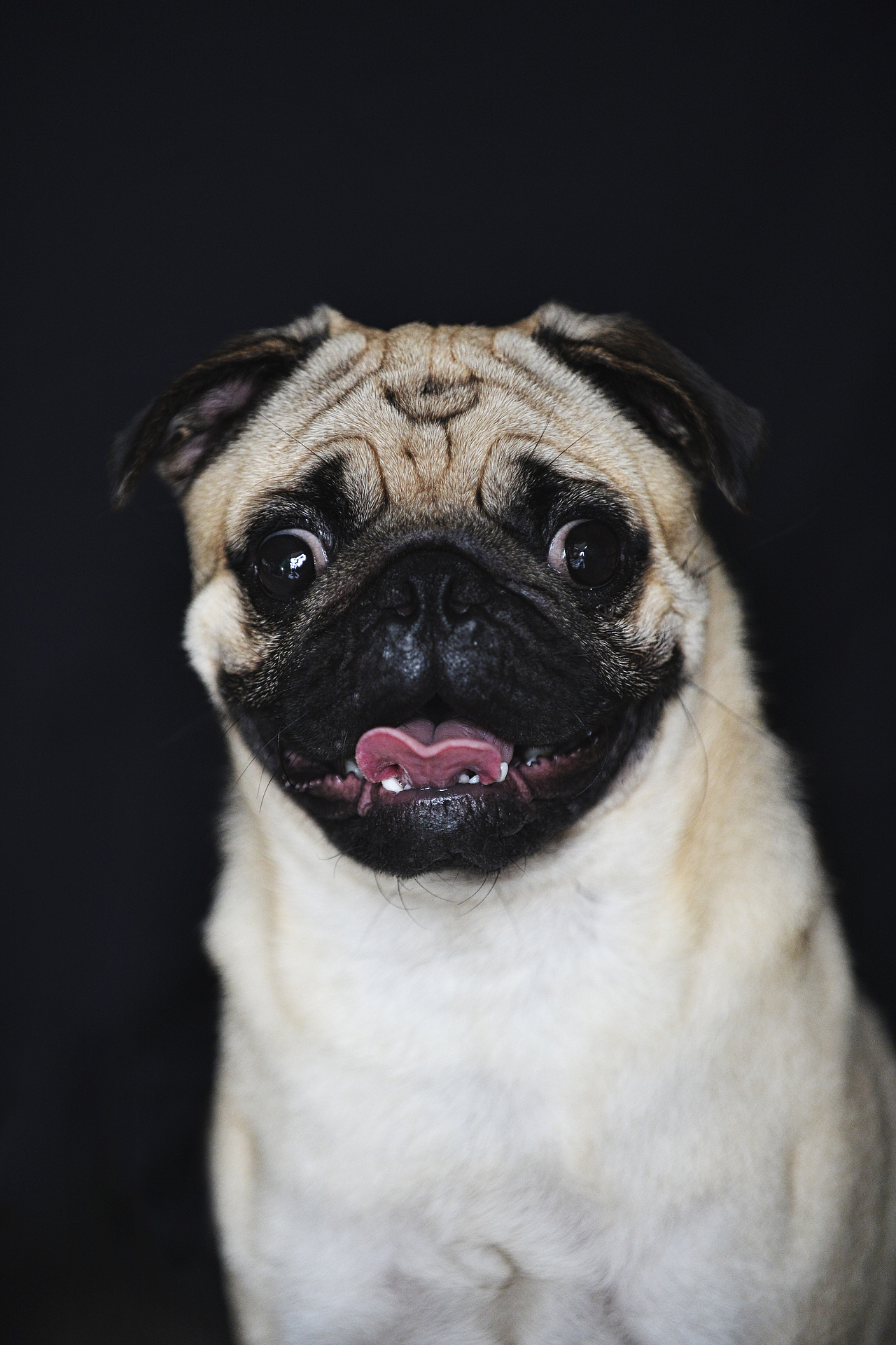 我家巴哥犬嘟嘟汪|摄影|宠物摄影|古怪樱桃_原创作品-站酷(zcool)