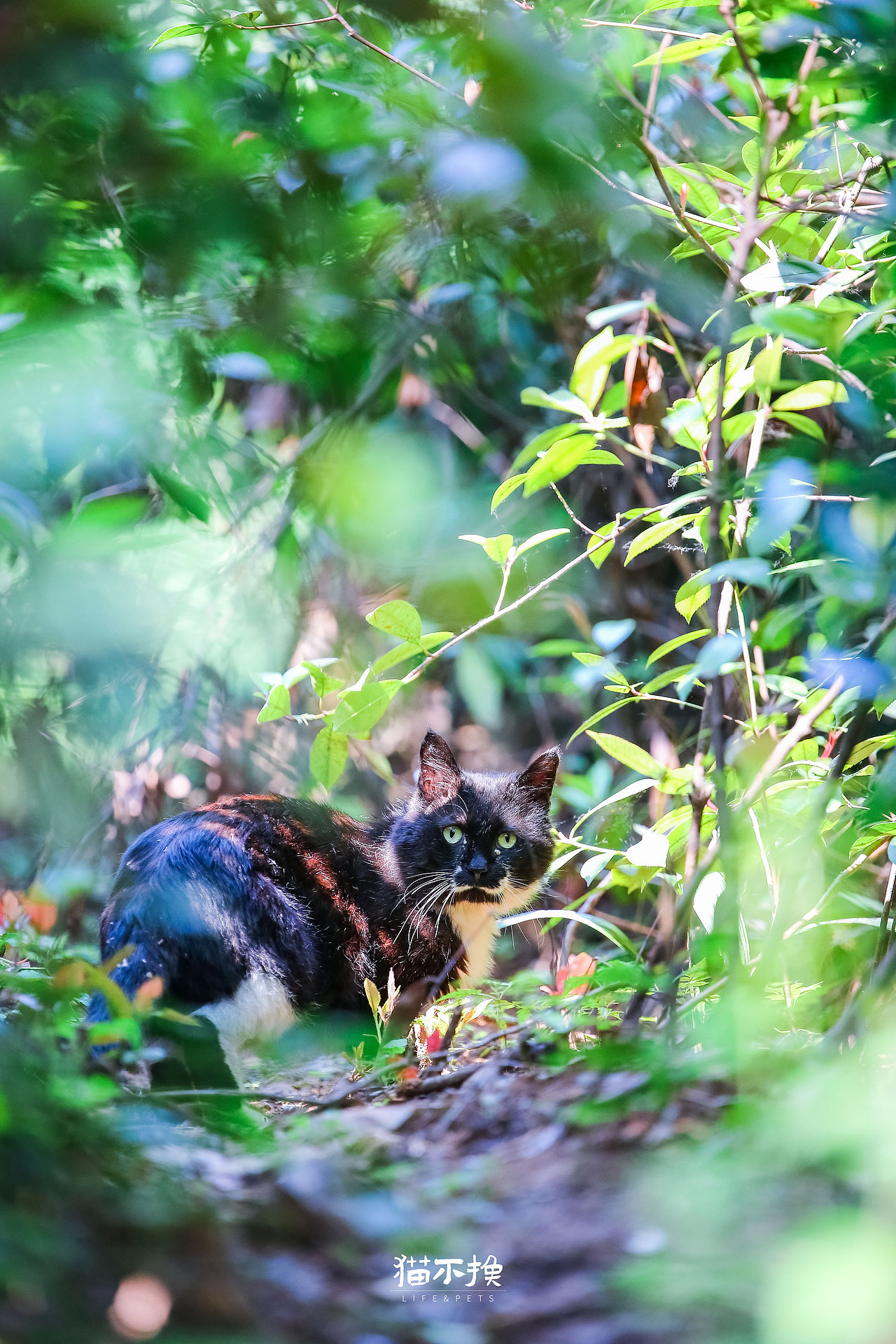 山猫日记20210718