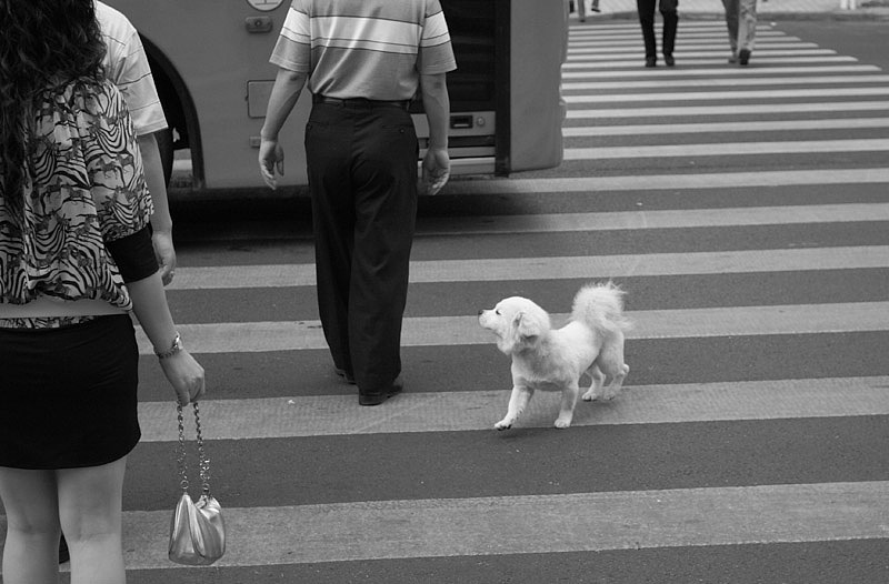 生活中的场景,城市里,男人女人,宠物,汽车~!