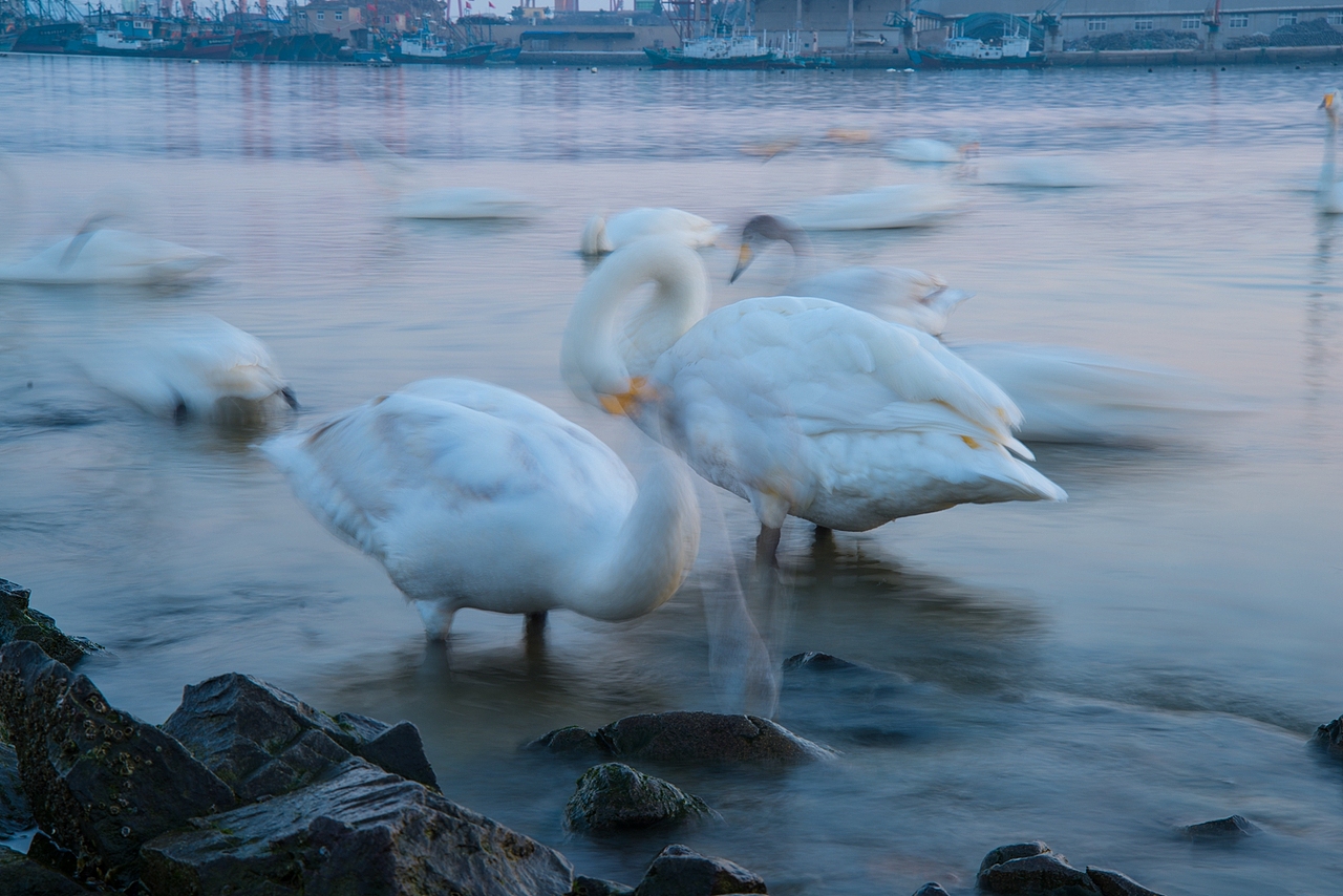 宁静的天鹅湾（图ZNDE3MTQwNzY=） - 风光摄影 - 站酷设计师独钓寒秋原创素材 - 站酷ZCOOL