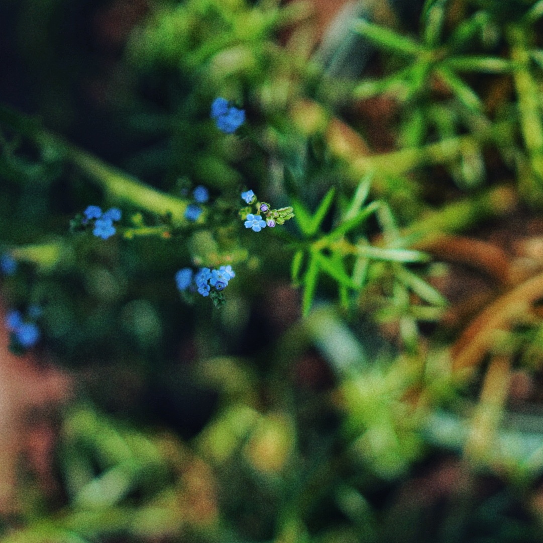 那些花儿（图ZMTc0NzAyNDM2） - 人文/纪实摄影 - 站酷设计师rinoa33原创素材 - 站酷ZCOOL