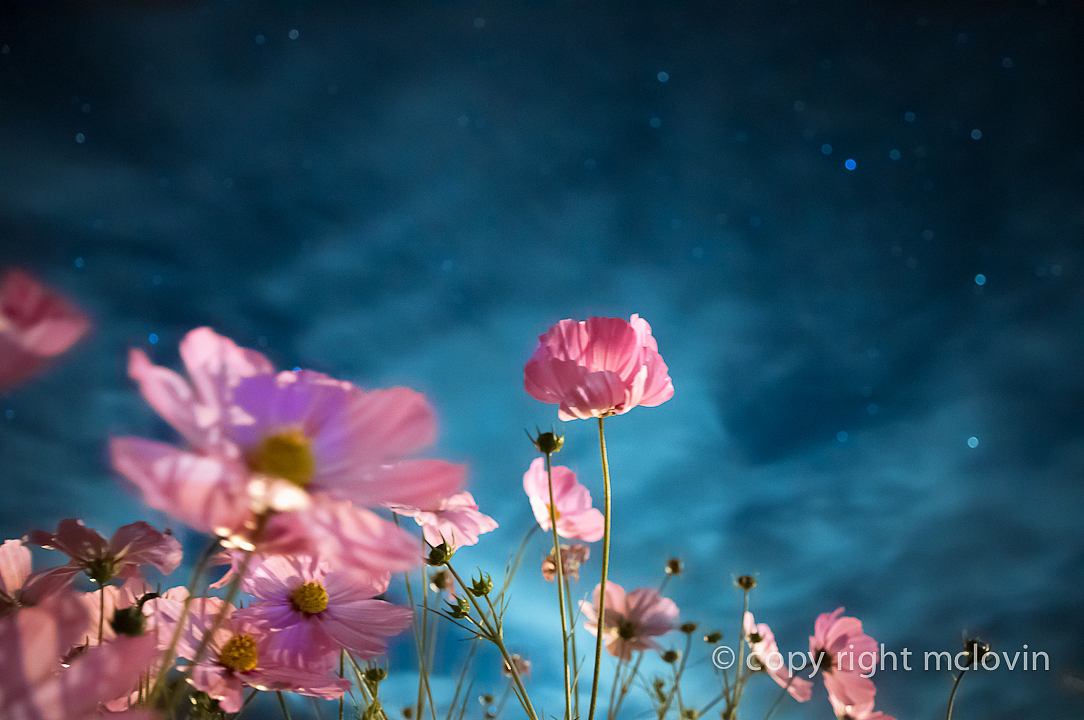 星空下的格桑梅朵cosmos bipinnatus in tibet（图ZOTczMzA1Ng==） - 风光摄影 - 站酷设计师mclovin原创素材 - 站酷ZCOOL