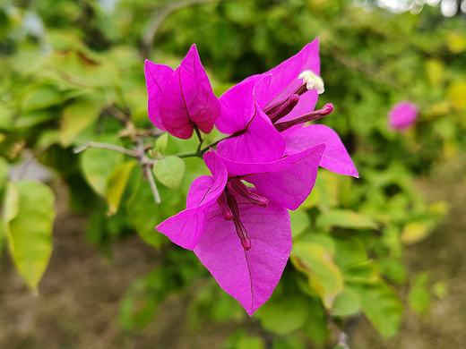 仓央嘉措《桃花行》（老樵整理）