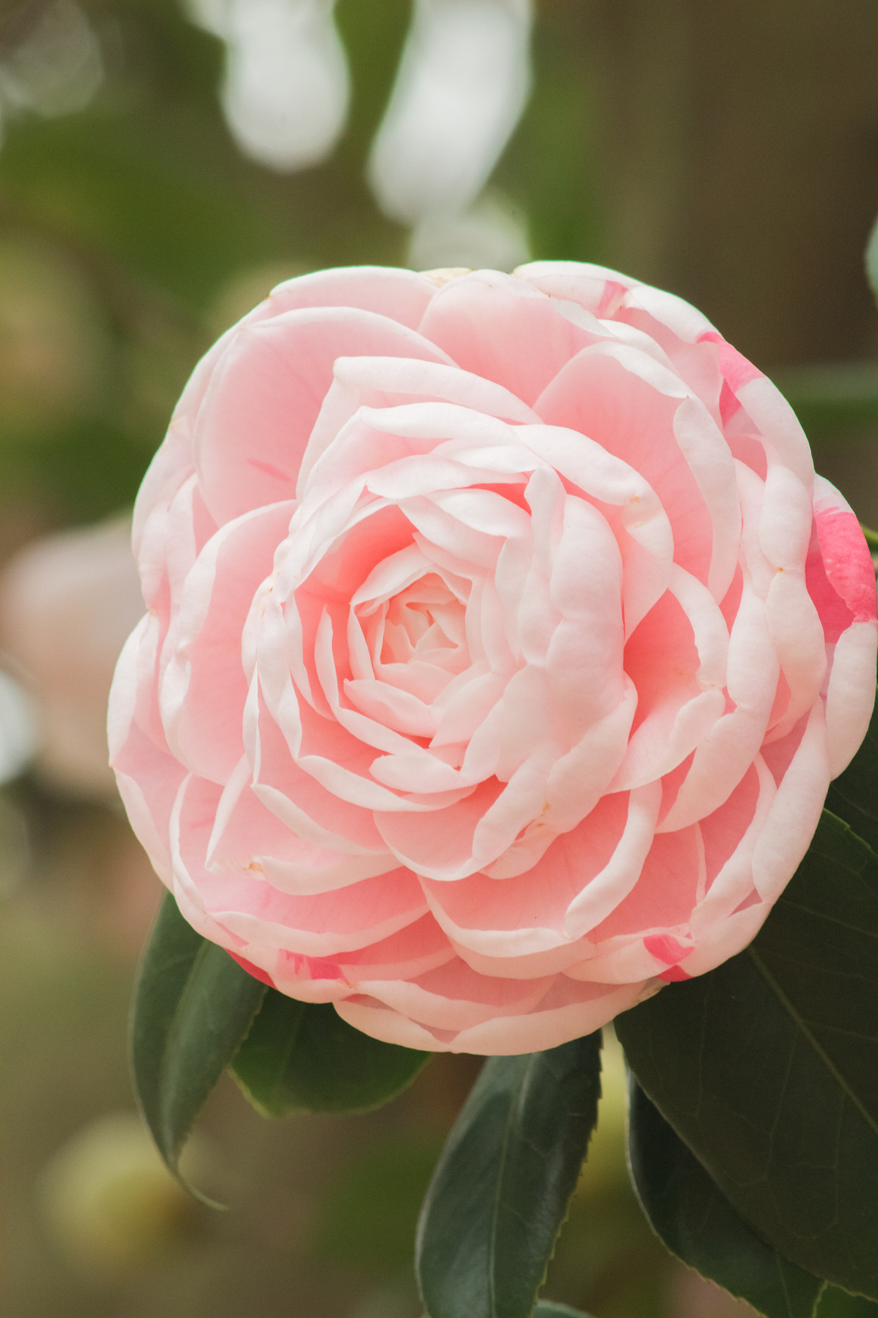 山茶花之恋|摄影|生态|旅摄者卓Sir - 原创作品 -