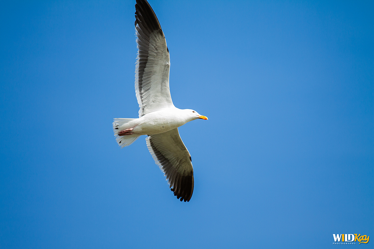 《生命和爱365》合集 I（图ZMTg0NTAwMDQ4） - 宠物摄影 - 站酷设计师WildKay原创素材 - 站酷ZCOOL