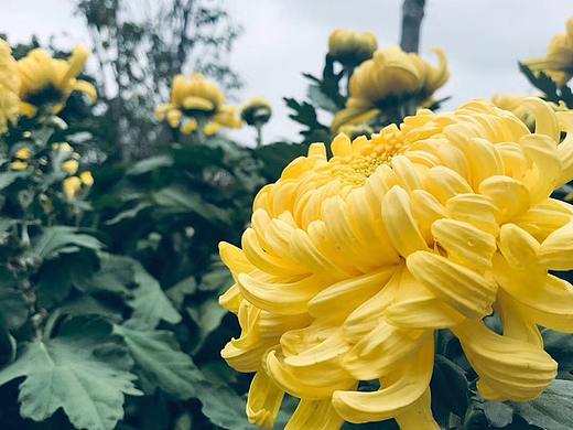 秋菊展（个人主页-ZNDA0NDQxNTY=） - 产品摄影 - 站酷设计师菜菜o原创素材 - 站酷ZCOOL