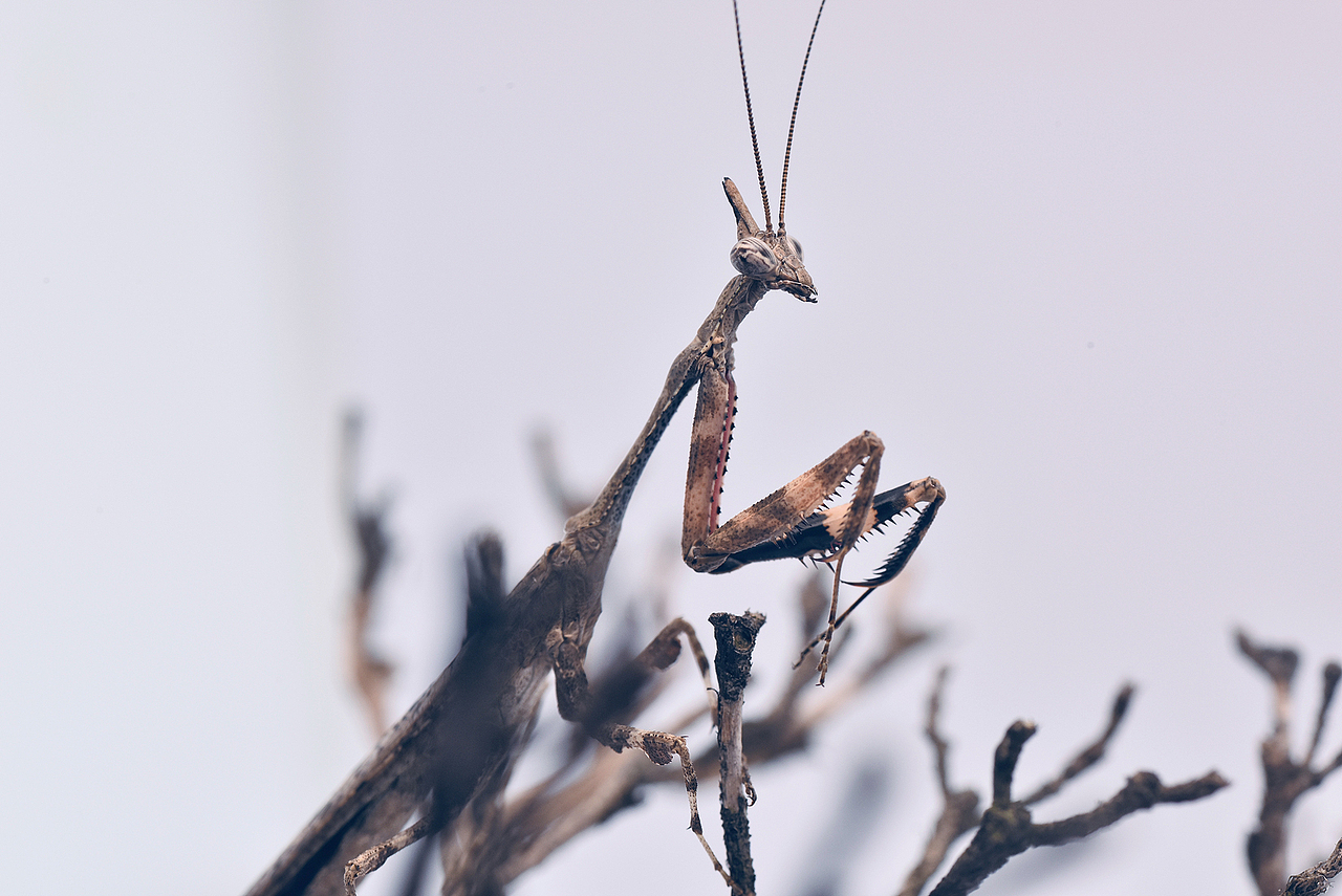 天目屏顶螳螂(中国特有珍稀种)