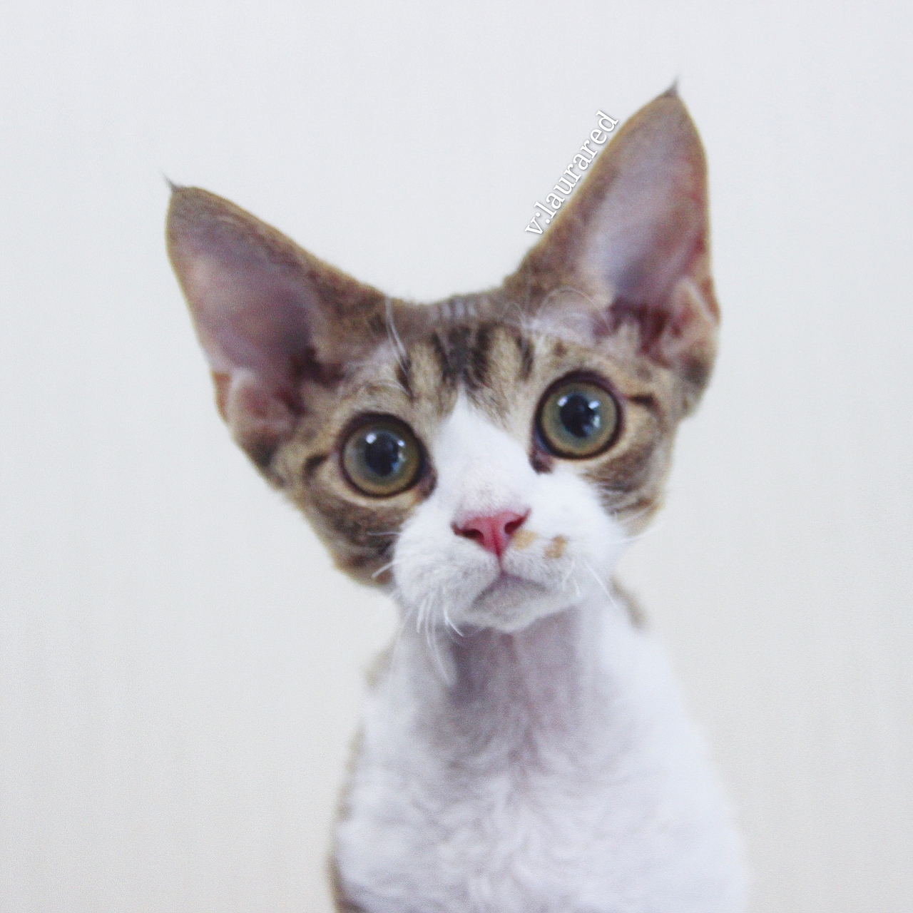 INFINITYNEKO(2)