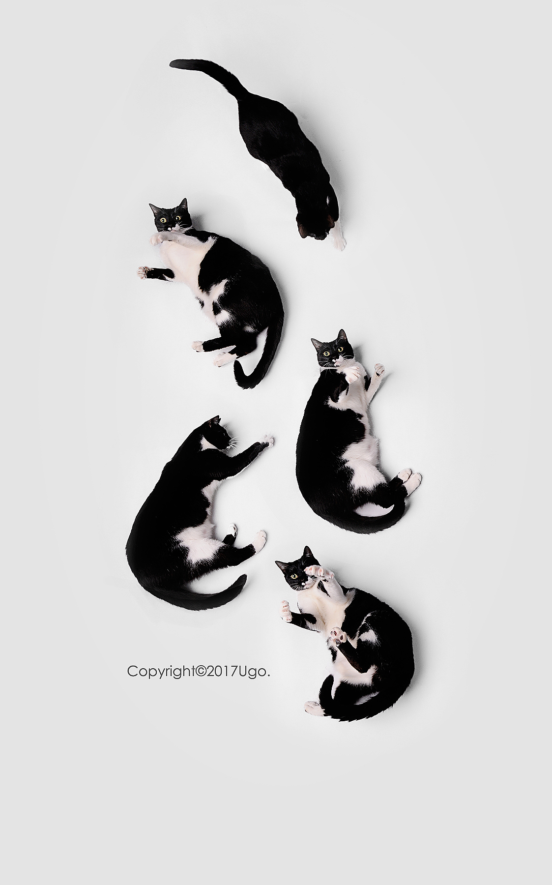 enchanted着迷 【动物摄影师何某某个人作品16】（图ZNzIyOTYyMDA=） - 宠物摄影 - 站酷设计师超级何某某原创素材 - 站酷ZCOOL