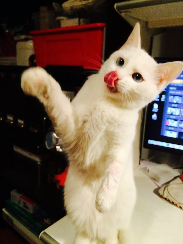 家有蠢猫妹妹（图ZMjU3ODEwNTY=） - 宠物摄影 - 站酷设计师豚豚neko原创素材 - 站酷ZCOOL