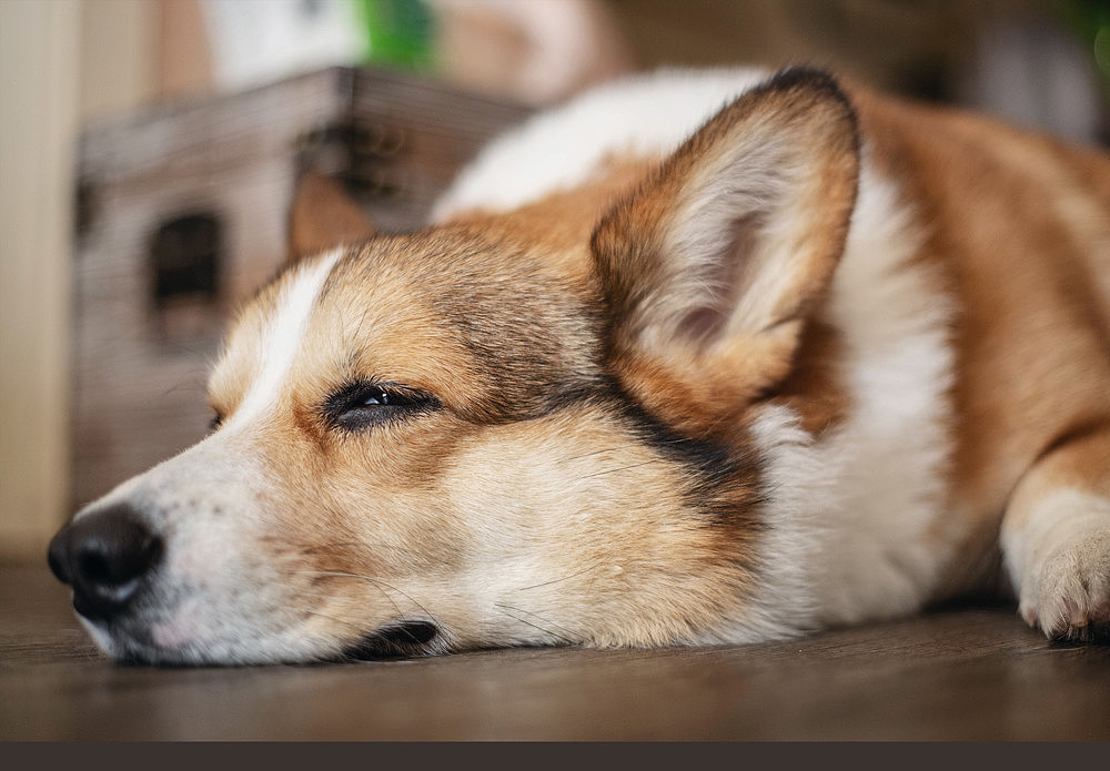 柯基可骑四岁生日纪念照片（图ZMTk5OTE0OTAw） - 宠物摄影 - 站酷设计师佳佳与可骑原创素材 - 站酷ZCOOL