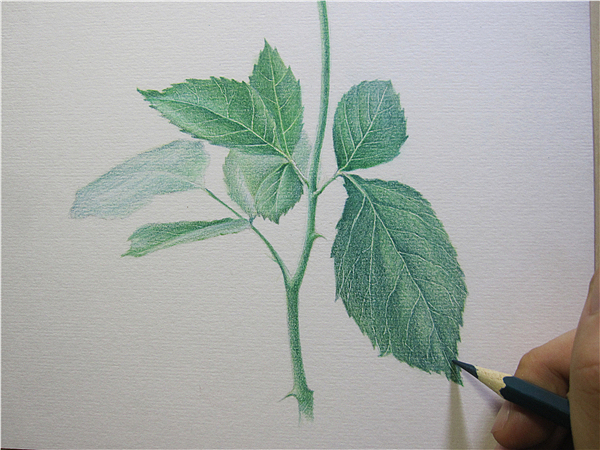 纸上彩铅--《玫瑰系贰》随录（图ZMTIwNjAzMzY=） - 绘画 - 站酷设计师超超的青葱原创素材 - 站酷ZCOOL