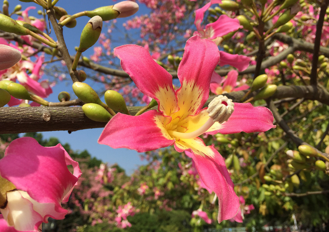 广州大学华软软件学院300多株丝木棉怒放