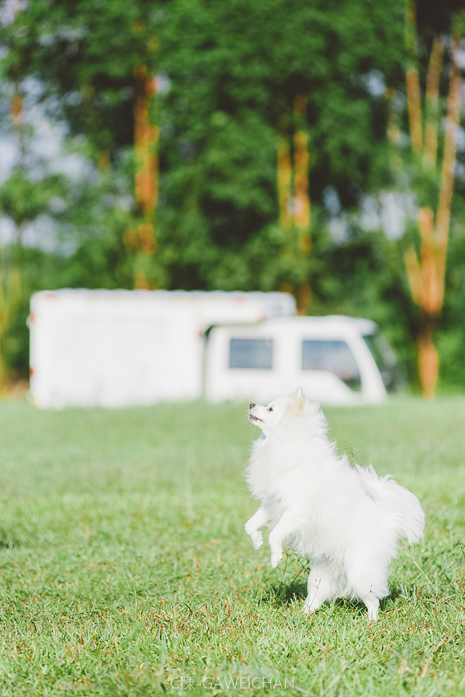 冰糖（客片）（图ZMTI0MDQxODAw） - 宠物摄影 - 站酷设计师C陳GAWEICHAN原创素材 - 站酷ZCOOL