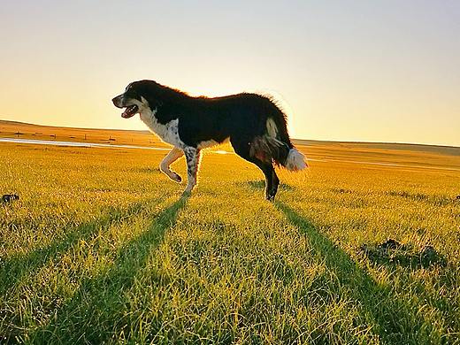 草原之晨---与蒙古獒的夏天