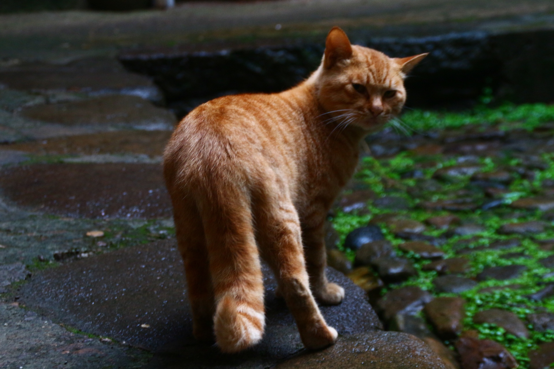 独立行走的老猫