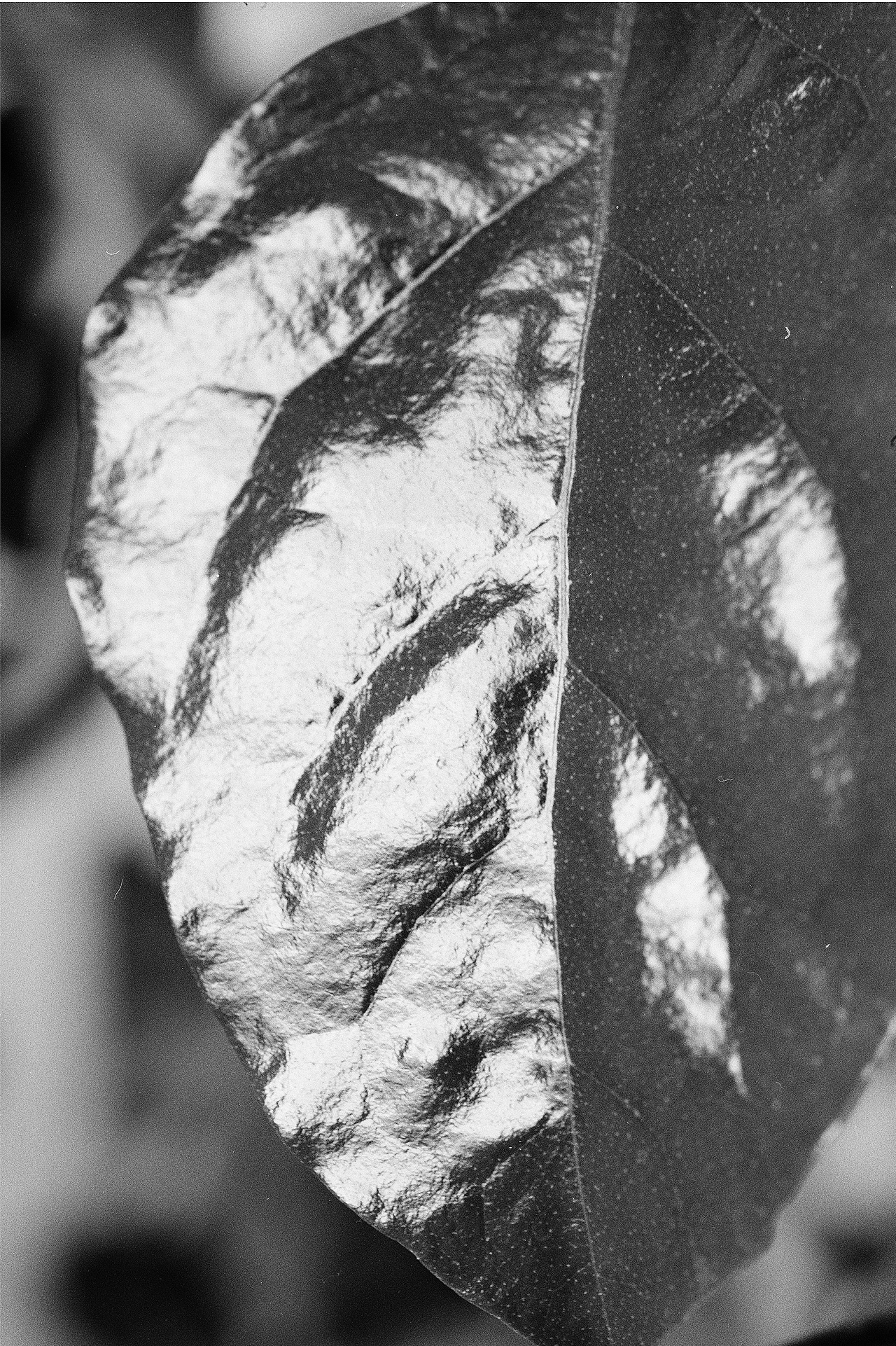 植物 - 胶片摄影(彩色为数码)