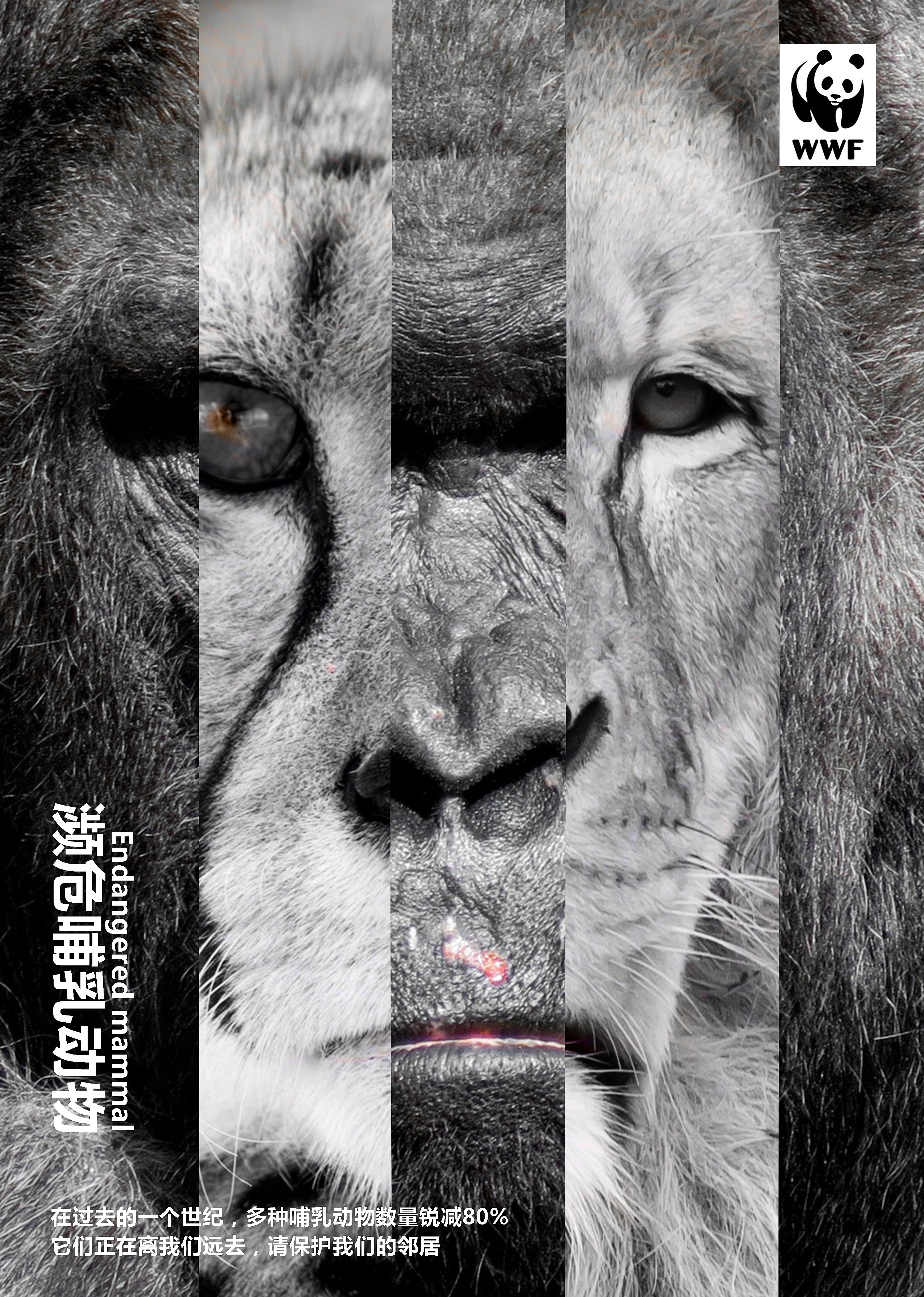 公益海报-关爱哺乳动物