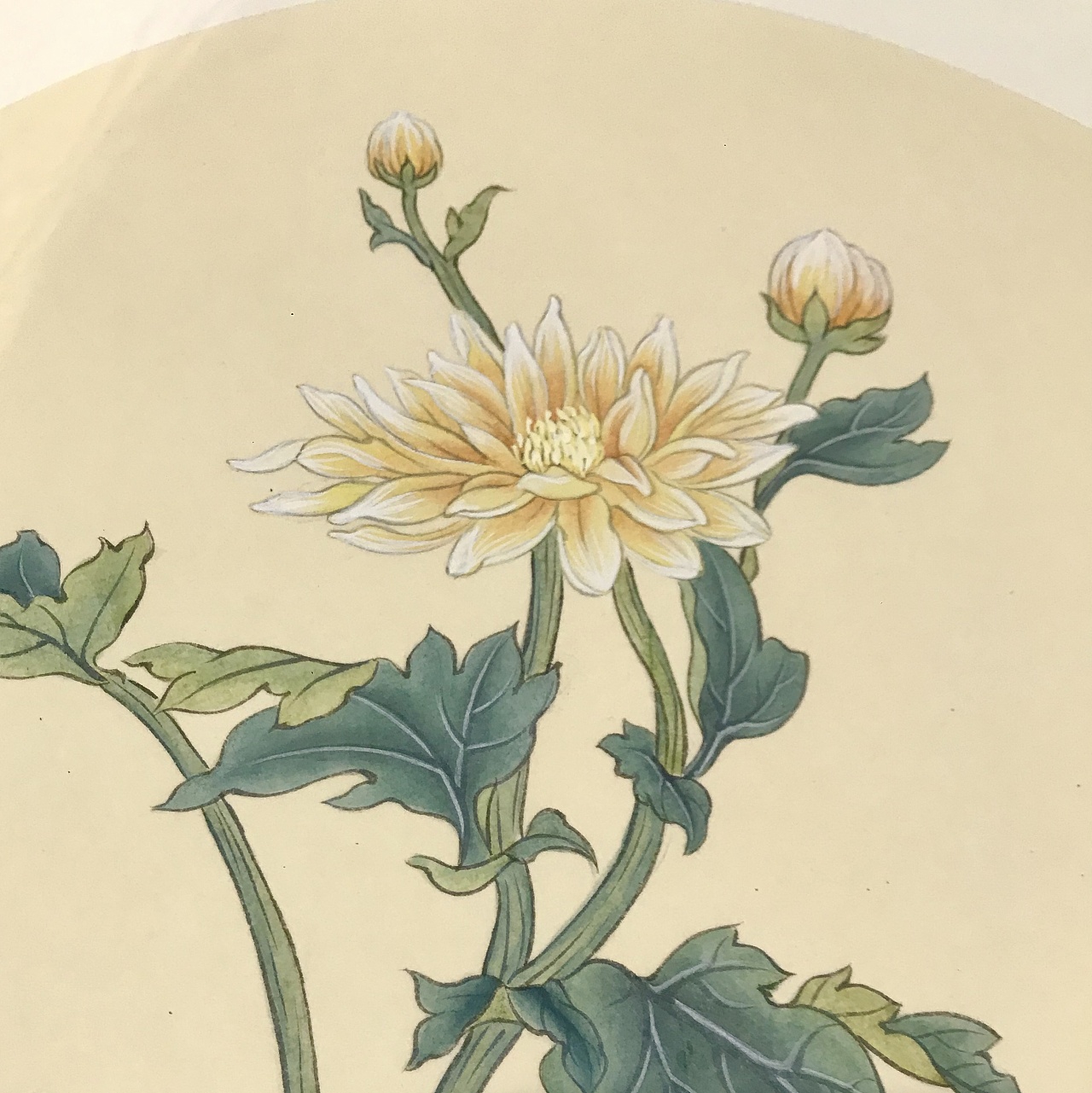 没骨花鸟 写生菊花|纯艺术|绘画|喵喵不吃鱼呀 - 原创作品 - 站酷