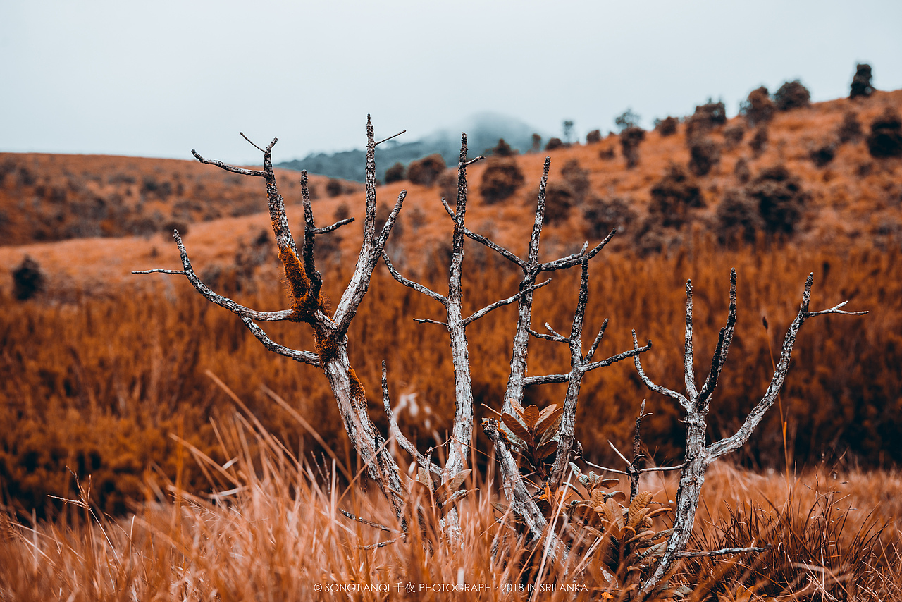 行走在印度洋上的眼泪——斯里兰卡°