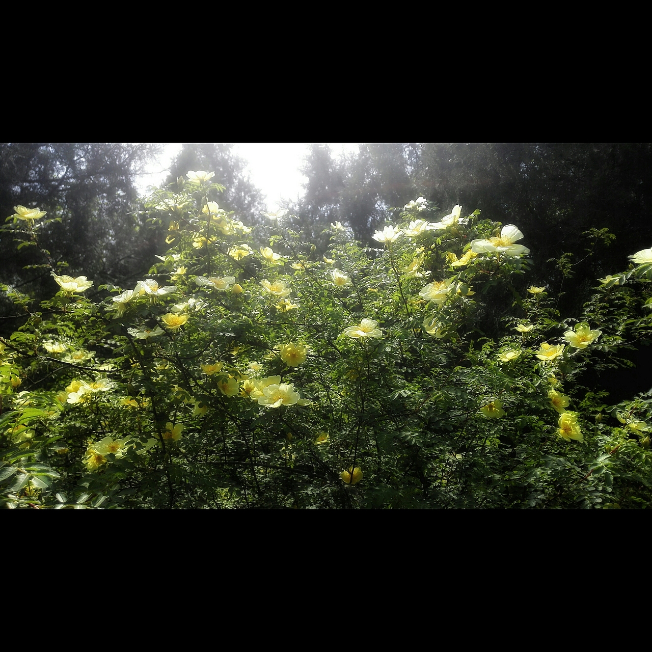 凤凰岭之游（图ZNDc3NTc0Njg=） - 风光摄影 - 站酷设计师Eloise0813原创素材 - 站酷ZCOOL