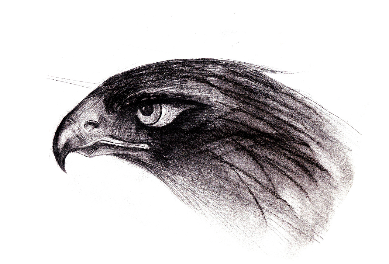老鹰的简笔画 老鹰的简笔画简单 - 水彩迷